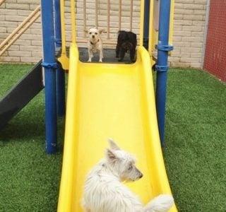 Mister Prince (black) and Chica (beige) getting ready to slide!