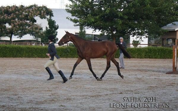 La Tazerine S winning 3yr & under Hunter Breeding