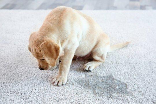 Have pet family? We can repair your carpet and bring wholeness back so you can focus on what matters the most to you!