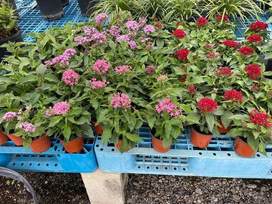 Pentas 4 inch prices is $2 each