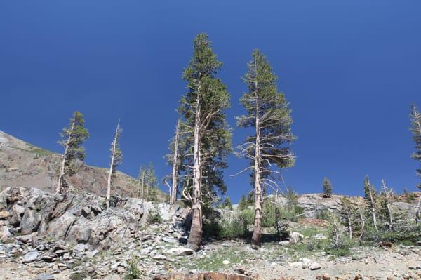 Tioga Pass Resort