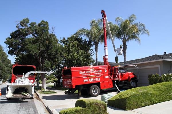 Trimming Royal Palms. San Jose, Ca