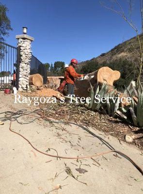 Eucalyptus tree removal