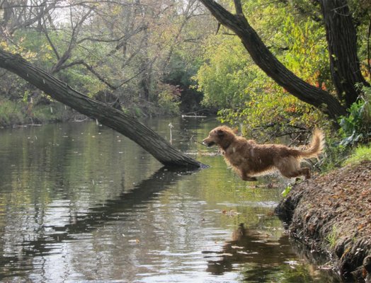 The best dog enjoying time at the best dog park