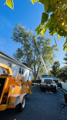 Tree Service White Plains