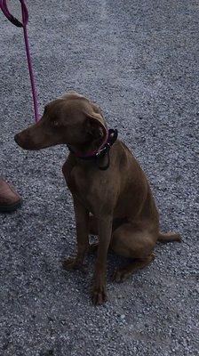 Xan rockin' her new training collar