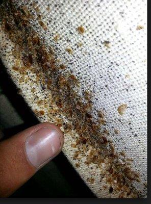 Bed Bug infested bed in Yonkers