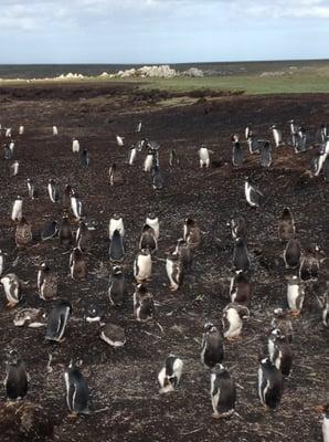 Falkland Islands (2014)