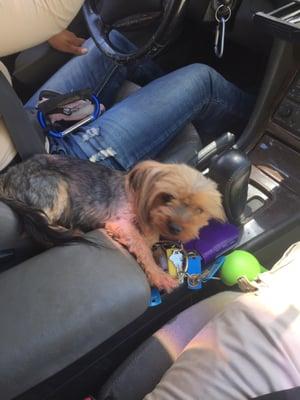 Sophie, the rescued yorkie, finds a way to fit anywhere and everywhere.