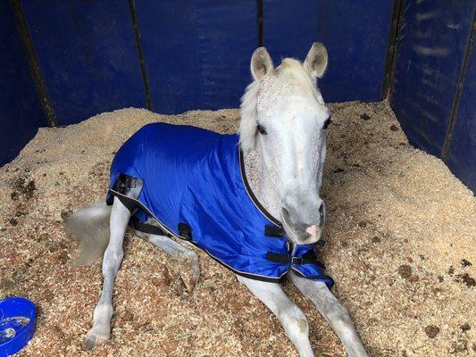 Callahan  18 Year Old Arabian Gelding