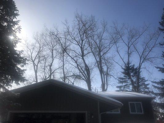 6  Large cotton wood trees in the backyard