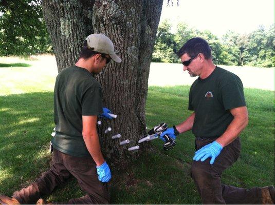 Treating an ash tree for Emerald Ash Borer.