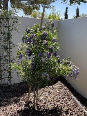 Texas Mountain Laurel