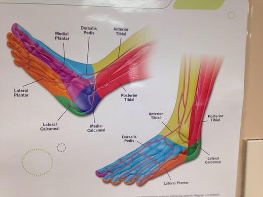 Foot blood flow