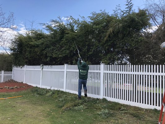 trimming wild, overgrown trees in Clifton, NJ