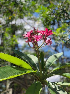 Plumeria in full bloom