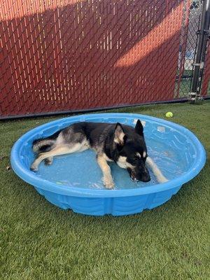 One of the dogs enjoying some splash time at Paws