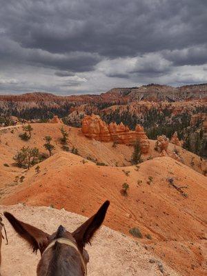 View from a horse!