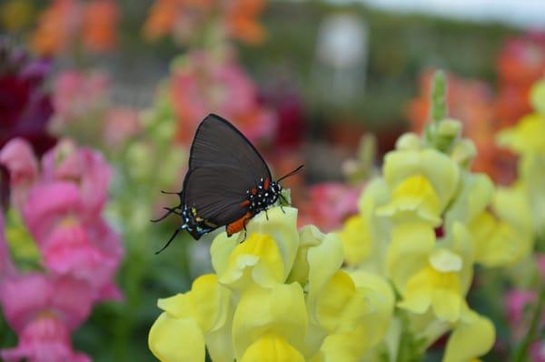 S & J Tree Farm and Nursery