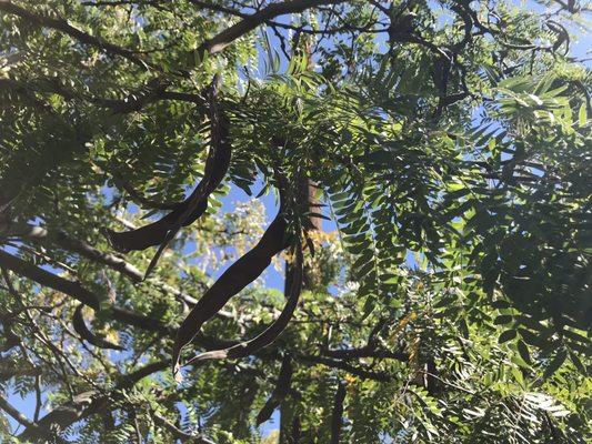 Honey Locust pods