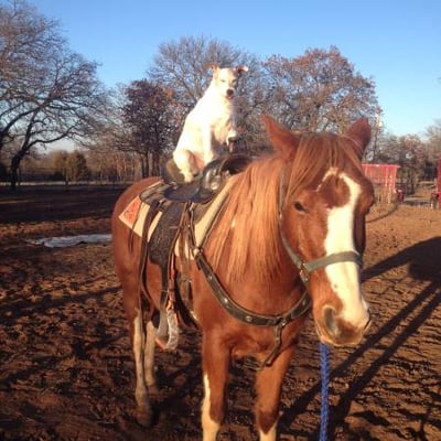 horse training