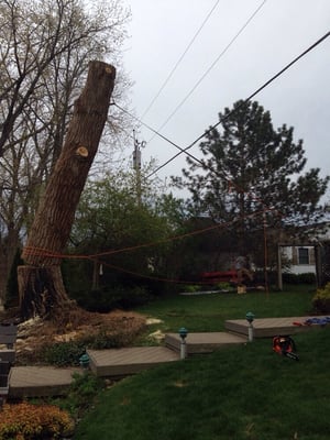 Apex Tree Service of Michiana