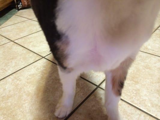 This is a "cut too close to the skin" photo of my dog's chest. There is another part just like that on the other side of her. :/