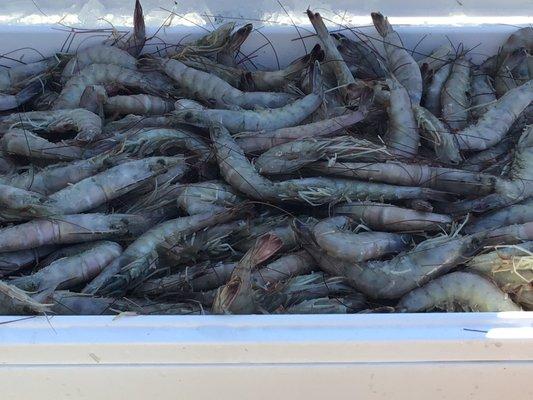 Fresh cape shrimp