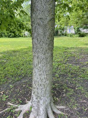 The hackberry tree.