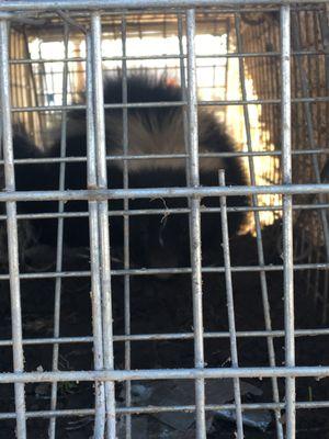 Skunk removed from under porch