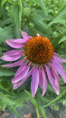 Echinacea-enhances the immunity!