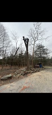 Taking down a beautiful, black walnut