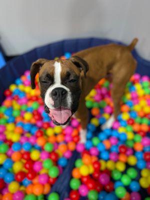 Maui in doggie-daycare heaven @Wonder Dog Studio Summit, NJ