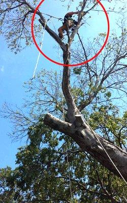 Cable & Bracing Tree Removal