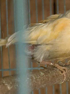 Sick injured canary