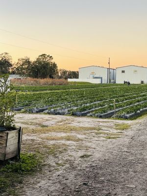 Strawberry farm in the back .