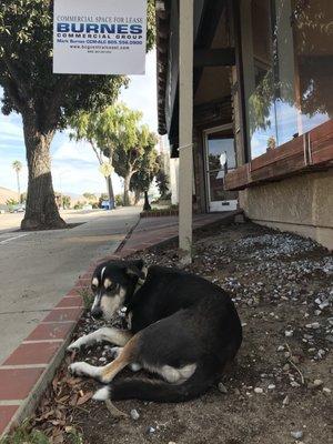 My sweet dog friend Zephyr just sniffing around out front of the building