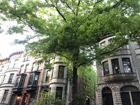 Green trees and limestone houses near 145th Street ABCD train stop - Express to Downtown within 30min.