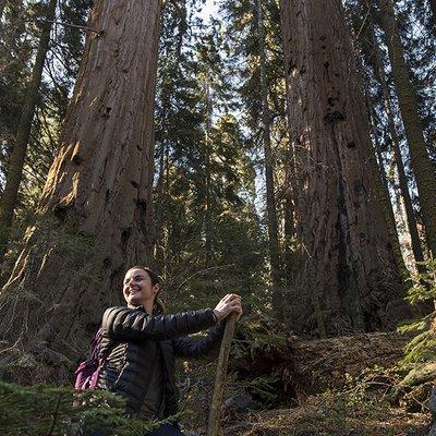 You can help protect one of the world's last privately owned ancient giant sequoia forests - Red Hill Grove: SaveTheRedwoods.org/RedHillGrov