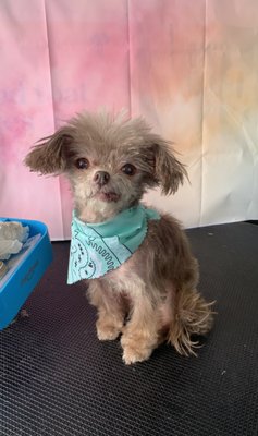 Sophie, Poodle Mix, @ her 6wk. Grooming appt.
#westminstermdmobilegrooming #westminstermobiledoggrooming #westminstermobiledoggrooming