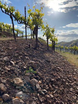 "Tip Top Vineyard" about 1,700 feet above the floor of Napa Valley.