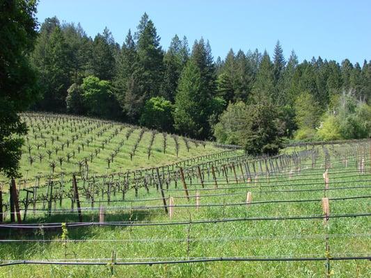 The beautiful Napa valley