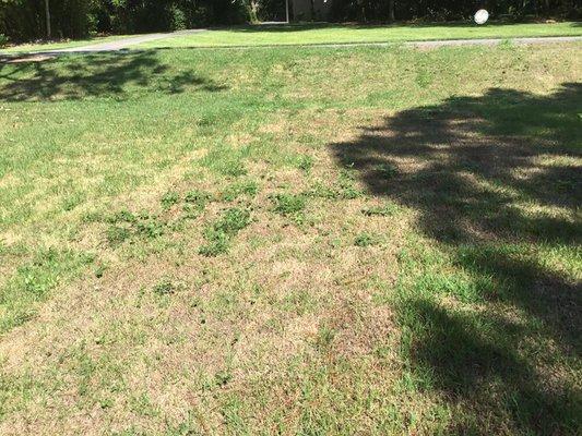 My lawn, four weeks after having Tray and Yellowjacket completely rod sod.  Lawn is dead and totally weed invested.  Don't use them!