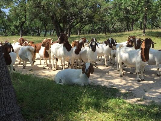 Some of the beautiful and friendly goats that inhabit the ranch