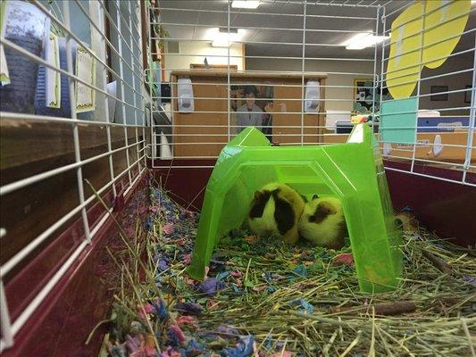 Prekindergarten has pet guinea pigs. Meet Jupiter and Flower!