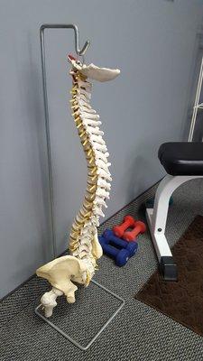 Treatment room with spine model and exercise equipment.