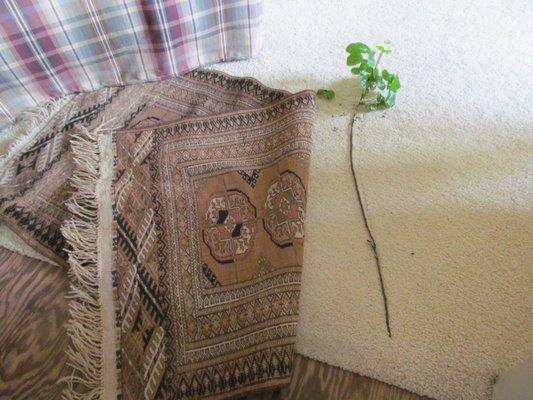 Ivy growing through the floor