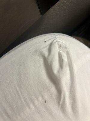 bed bugs/spiders