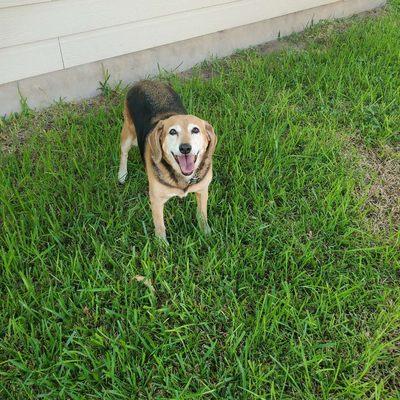 Playtime fun with Layla. We helped put this beagle-nose to work doing what it loves....being clever