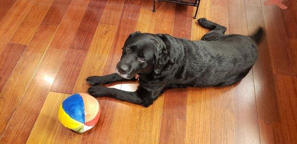 Shop dog! So cute!